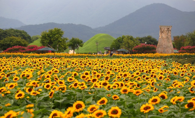 ▲ 첨성대 주변 해바라기 꽃단지 전경.ⓒ경주시