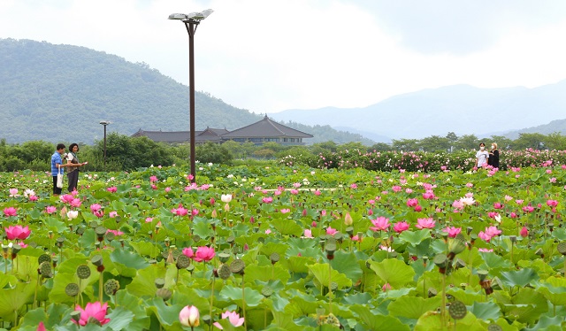 ▲ 동궁과 월지 앞 연꽃단지 전경.ⓒ경주시