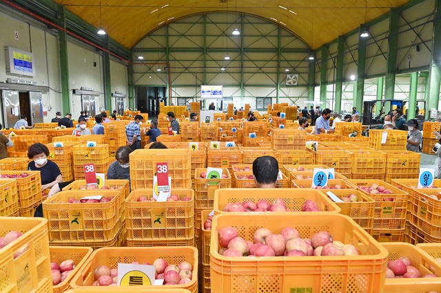 ▲ 청송군(군수 윤경희)은 지역 최대 농특산물인 ‘청송사과’의 본격적인 출하에 앞서 공판장 개장 준비에 나섰다.ⓒ청송군