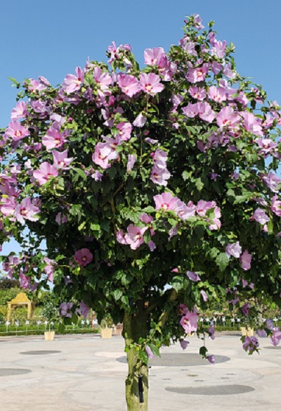 ▲ 대전시는 오는 28일 한밭수목원 일원에서 광복 77주년을 맞아 무궁화의 기품을 알리기 위해 77점의 무궁화 분화작품을 전시한다.ⓒ대전시