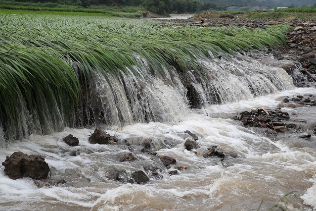 ▲ 지난 13일부터 이틀간 충남 청양군애 집중호우가 쏟아지면서 농경지 침수가 속출했다. 청양 농경지 침수현장.ⓒ충남도