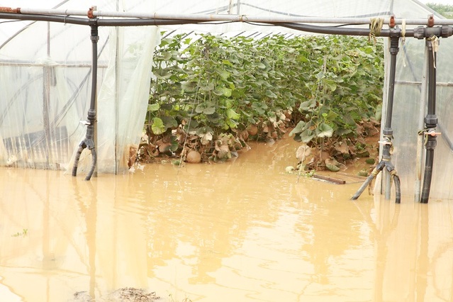 ▲ 수확을 앞둔 충남 청양군 남양면 멜론비닐하우스에 빗물이 가득하다. ⓒ청양군