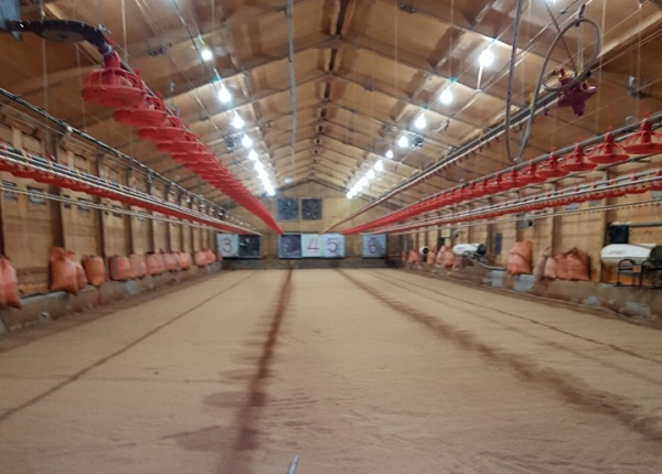 ▲ 수분조절제를 깐 축사 모습.ⓒ충남 부여군