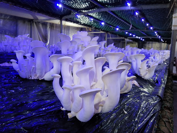 ▲ 충주시가 첫 재배에 성공한 흰느타리버섯.ⓒ충주시