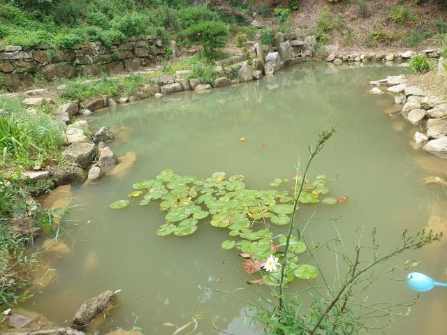 ▲ 사고가 난 연못. ⓒ옥천소방서