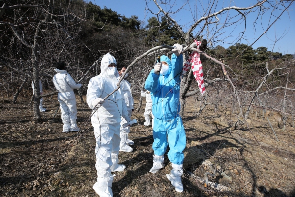 ▲ 충주시는 과수화상병 전담팀을 신설하는 등 선제적 대응으로 화상병 발생을 크게 감소시켰다. ⓒ충주시