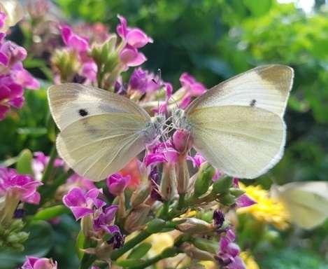 ▲ 대전시는 오는 18일까지 시민들에게 이색 볼거리를 제공을 위해 대전 곤충생태관에서 나비 특별기획전을 개최한다.ⓒ대전시