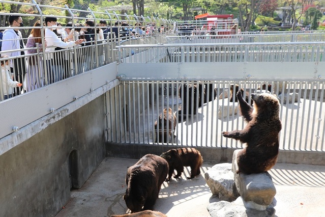 ▲ 세종 베어트리파크가 추석 연휴 방문객 대상으로 곰 먹이주기 무료체험을 한다.ⓒ베어트리파크