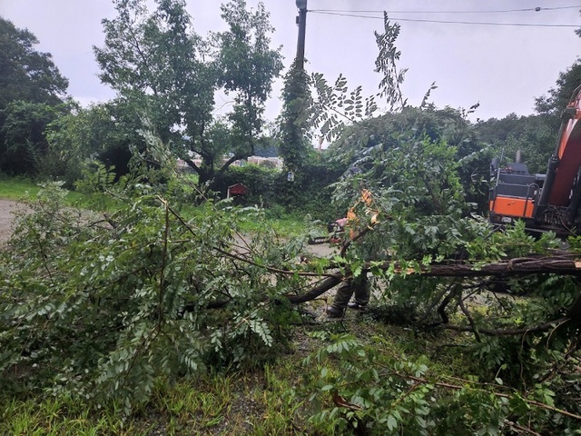 ▲ 세종시 전의면에서 수목이 강풍에 넘어져 복구작업을 하고 있다.ⓒ세종시