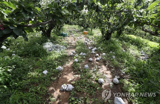 ▲ 태풍 '힌남노' 상륙에 따른 낙과 피해.ⓒ연합뉴스