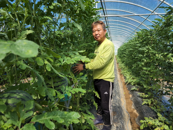 ▲ 충주시는 신니면 진용기씨 농가와 함께 수박 수직시험 시험 연구에 성공했다.ⓒ충주시