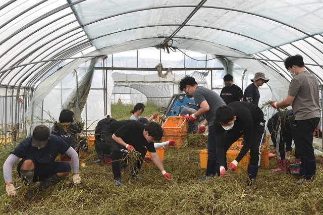 ▲ 공사 직원 30여 명은 14일 태풍 ‘힌남노’로 큰 피해를 입은 농가를 위해 재해 복구를 지원하고 있다.ⓒ경북관광공사