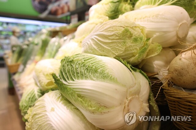 ▲ 배추.ⓒ연합뉴스