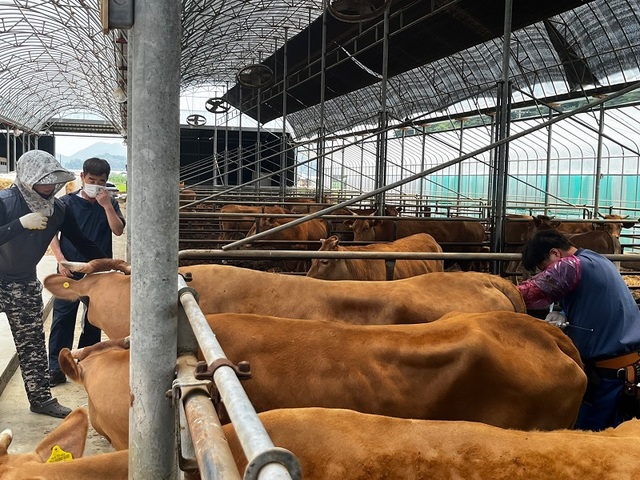 ▲ 생체난자흡입술 수정란 이식를 하고 있다.ⓒ세종시