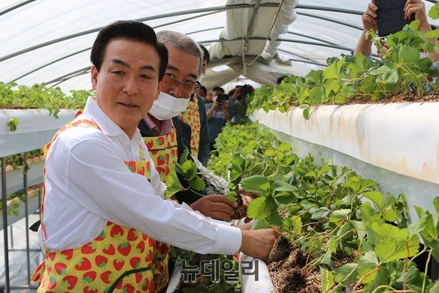 ▲ 백성현 논산시장이 29일 단동형 딸기 계단재배 연구시범 평가회에 참석해 딸기를 심고 있다.ⓒ이길표 기자