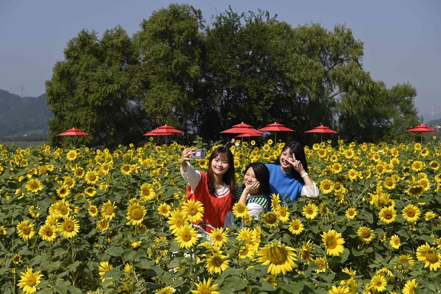 ▲ 달성군이 가을을 맞아 조성한 논공꽃단지에 해바라기가 만개해 장관을 이루고 있다.ⓒ달성군