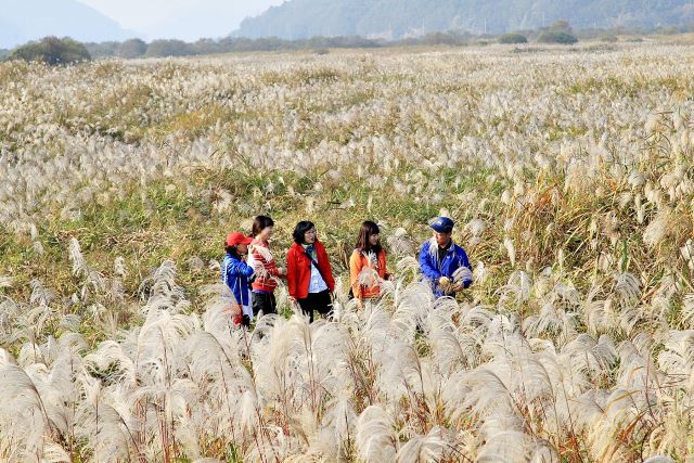 ▲ 충주 비내섬 억새풀 군락지 전경.ⓒ충주시