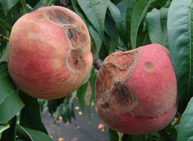 ▲ 경상북도 농업기술원(청도복숭아연구소)은 최근 여름철 잦은 강수로 복숭아 탄저병 등 병해가 증가하고 있어 월동 병해의 방제를 위한 석회보르도액 살포에 만전을 기해줄 것을 당부했다.ⓒ경북도