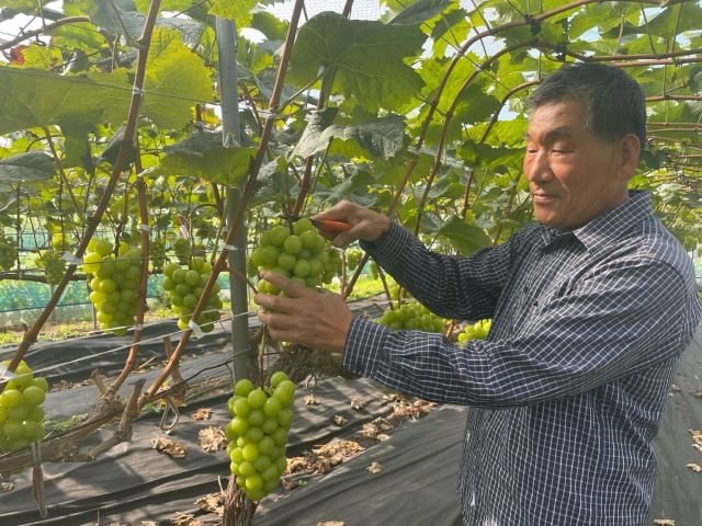 ▲ 영동 샤인머스켓 ‘포도왕’ 선발대회에서 최우수상을 차지한 양기정 씨.ⓒ영동군