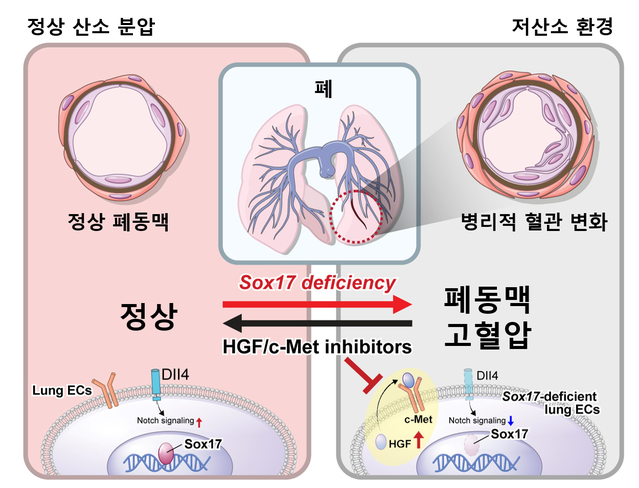 ▲ ⓒ서울대병원