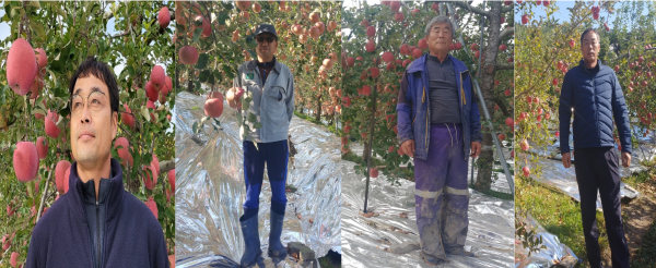 ▲ 충주시는 충주사과 우수성과 품질을 홍보하고 과수 농가 사기진작을 위해 2022년 충주사과 최고 명인 4명을 선정했다.ⓒ충주시