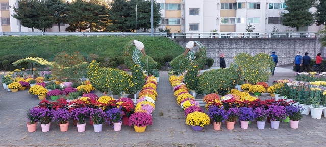 ▲ 경산시는 남천둔치 내 옥곡동 옥곡초등학교∼부영아파트 강변(1965㎡), 정평동 한솔2차 아파트 강변(300㎡)을 대상으로 둔치를 새 단장해 시민들의 눈과 마음을 사로잡을 ‘소규모 국화 전시’를 한다.ⓒ경산시