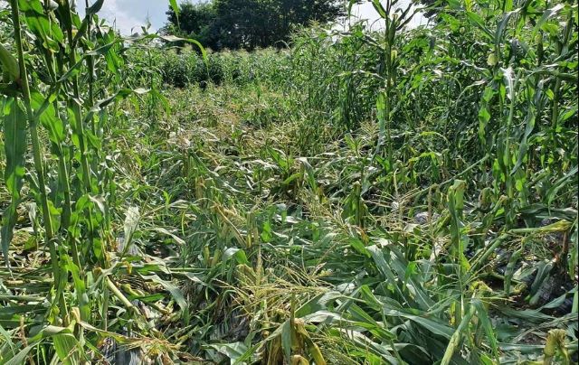 ▲ 멧돼지 피해를 입은 옥수수밭 모습.ⓒ청주시