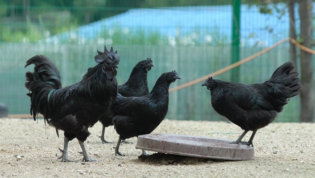 ▲ 연산오계 암수.ⓒ논산시