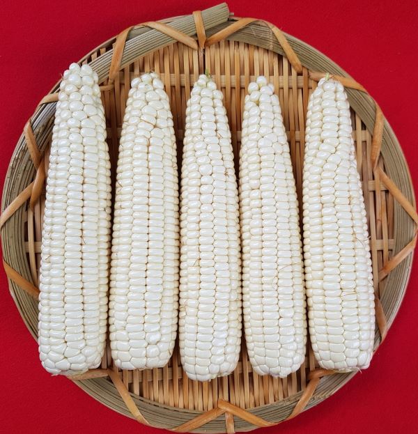 ▲ 태양찰옥수수.ⓒ충북도