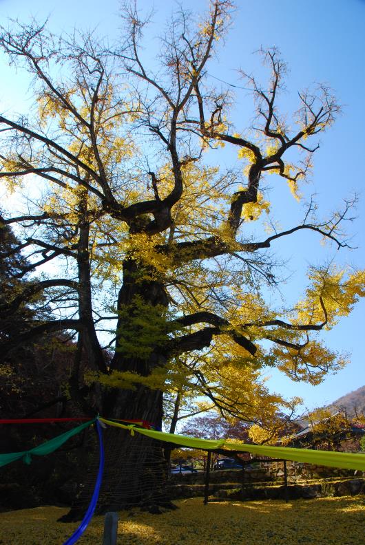 ▲ 1300여년 천태산을 지켜온 영국사의 은행나무. ⓒ山 애호가 진경수