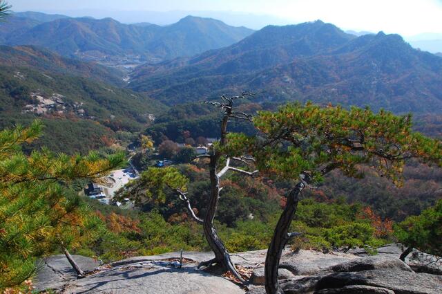 ▲ 삶과 죽음을 생각하게 하는 두 그루의 소나무. ⓒ山 애호가 진경수