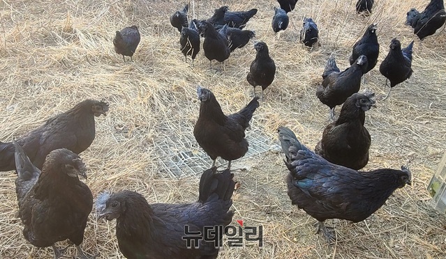 ▲ 천연기념물 제265호 연산 오계.ⓒ이길표 기자