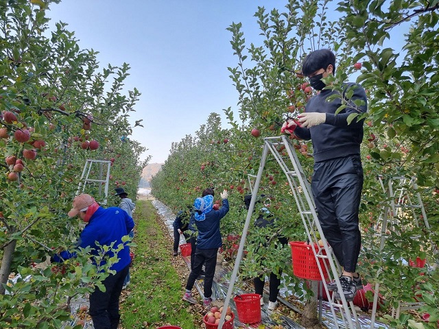 ▲ 영덕군 기획예산실과 홍보소통담당관 직원들이 사과 수확을 돕고 있다.ⓒ영덕군