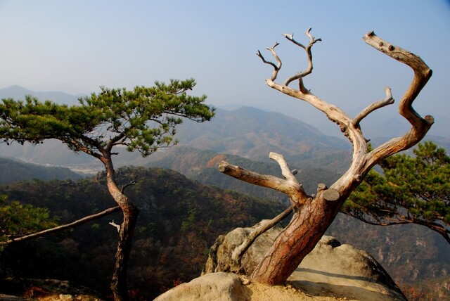 ▲ 산 나무보다 생기가 넘치는 고사목.ⓒ진경수 山 애호가