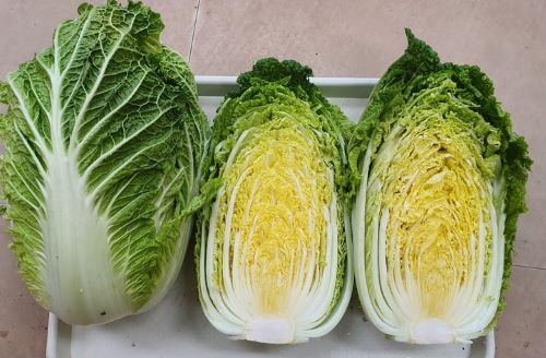 ▲ 신품종 배추 ‘괴산1호’ⓒ괴산군