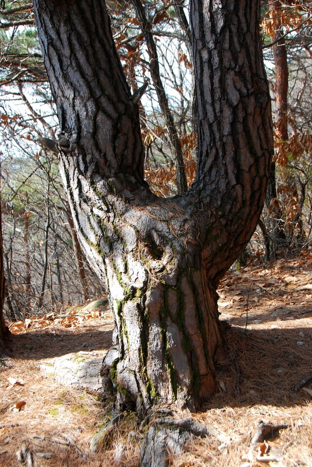 ▲ 두 번째 남근석을 만나기 전에 그냥 지나치기 쉬운 소나무의 여근목.ⓒ진경수 山애호가