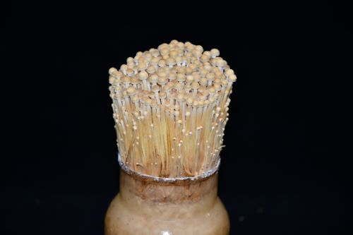 ▲ 팽이버섯 ‘아삭골드’.ⓒ충북도