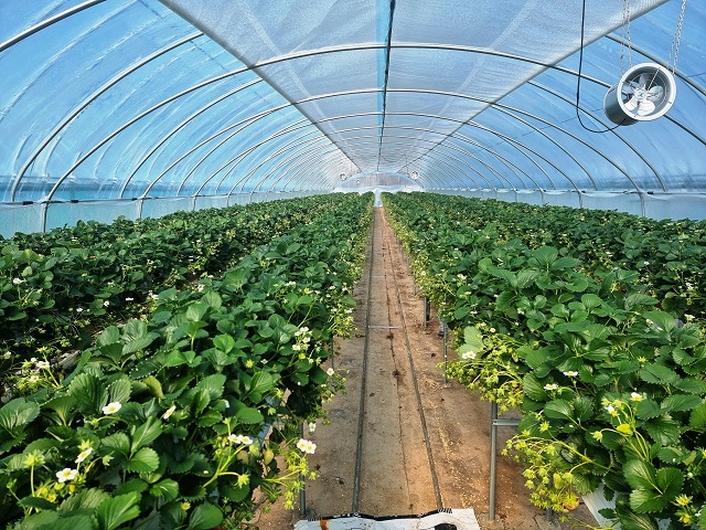 ▲ 봉화 딸기 개화 모습.ⓒ봉화군