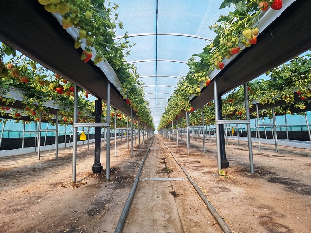 ▲ 봉화 딸기 초기 열매.ⓒ봉화군