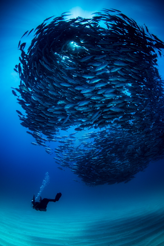 ▲ LS일렉트릭 수중사진공모전 최우수상인 이수연 작가 '잭피쉬의 얼굴'. ⓒLS일렉트릭