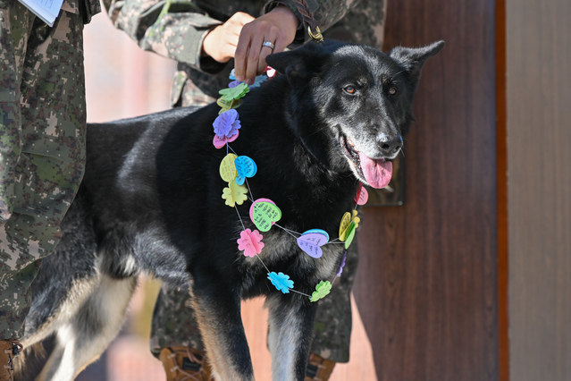 ▲ 8일 육군32보병사단에서 군견 달관이의 은퇴식이 열린 가운데, 달관이의 목에 장병들이 손편지로 만든 목걸이가 걸려 있다. ⓒ육군
