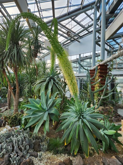 ▲ 청주시 농업기술센터 열대식물원에서 꽃피운 용설란.ⓒ청주시