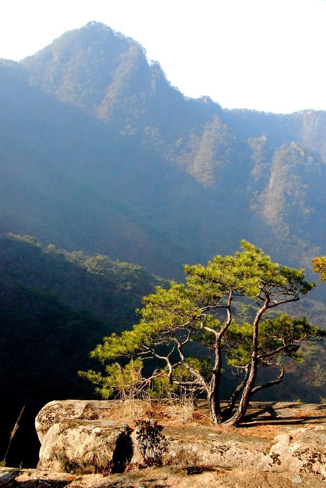 ▲ 조가리봉을 병풍 삼아 암반에서 자라는 소나무.ⓒ진경수 山 애호가