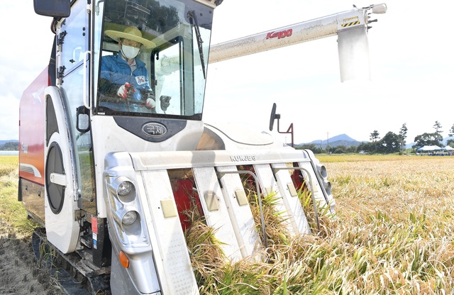 ▲ 경상북도는 벼 재배농가의 소득보전과 경영안정을 위해 173억원을 투입해 벼 재배면적 ha당 20만원을 특별 지원한다. 사진은 이철우 지사의 
벼 수확장면.ⓒ경북도