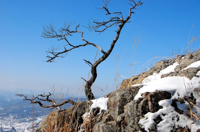 ▲ 본래의 자리로 돌아간 암반 위의 고사목.ⓒ진경수 山 애호가