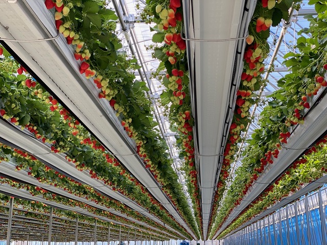 ▲ 스마트팜 시설 내부.ⓒ경주시