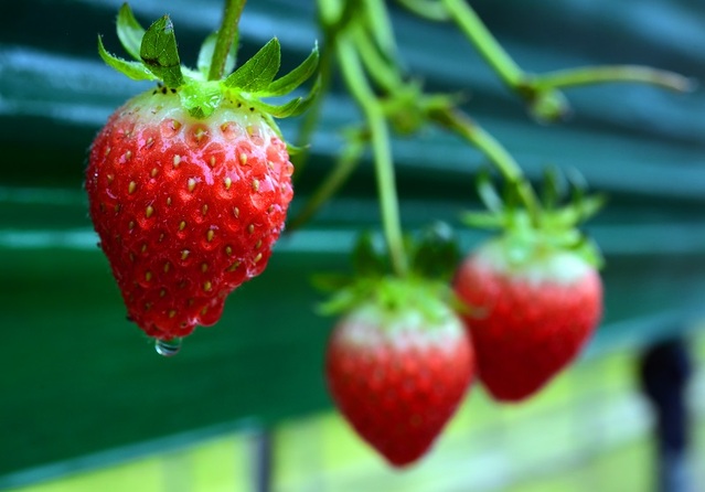 ▲ 상큼한 논산 딸기.ⓒ논산시.