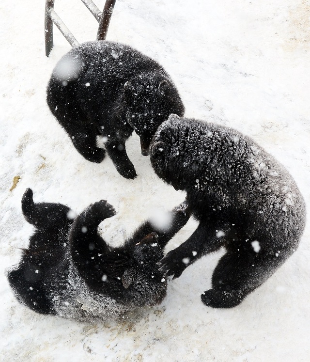 ▲ 반달곰 체험.ⓒ베어트리파크