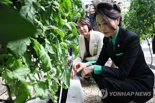 ▲ 윤석열 대통령과 아랍에미리트(UAE)를 국빈 방문한 김건희 여사가 17일(현지시각) 두바이 현지의 스마트팜 진출기업인 아그로테크를 방문, 토마토 재배시설을 살펴보고 있다.ⓒ연합뉴스
