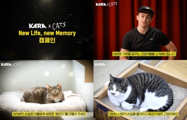 ▲ '캣츠'와 동물권행동 카라가 함께 진행하는 유기묘 입양 독려 캠페인 영상 중 한 장면.ⓒ동물권행동 카라·클립서비스